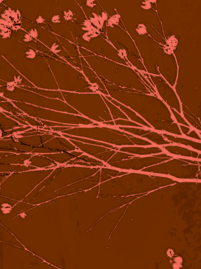 Elaboration #3 Burgundy background w/ mauve-red spindly branches in a riot of shapes, like music. w/ small pale red flowers. Horizontal placed rectangular medium size visual poem.